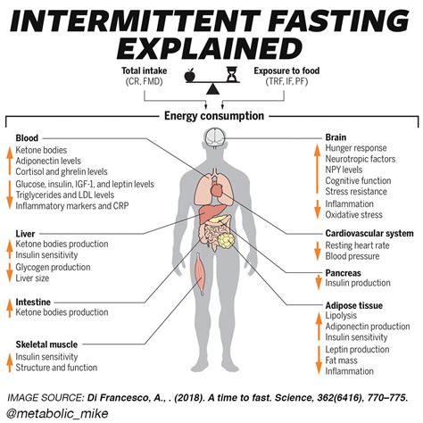 The first thing you should know is that it's an umbrella term for a variety of eating patterns that cycle between eating. Intermittent Fasting and Time Restricted Feeding Benefit Explained, Resources - High Intensity ...