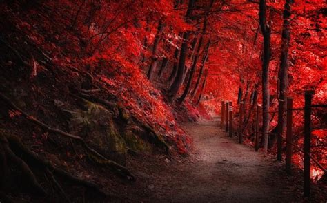 Landscape Nature Fall Red Path Fence Forest Trees Roots
