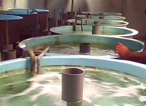 We have programs in aquaculture for corals, clownfish, bergia, orchid dottyback, cuttlefish, blue assessor and several other fish/corals. Malaysian Grouper Fishes: The Introduction of ...