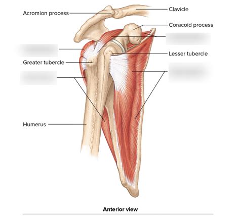 Chapter Exam Iii Shoulder Muscles Anterior View Deeper
