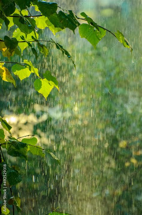 Summer Rain In Lush Green Forest With Heavy Rainfall Background Rain