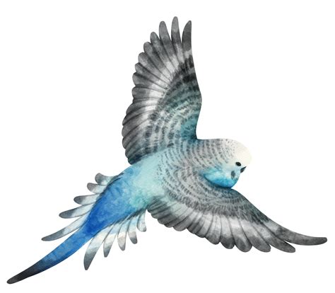 Watercolor Budgie Parakeet Bird Illustration 9373029 Png