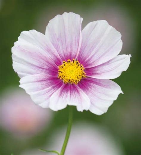 200 Organic Cosmos Daydream Seeds Beautiful Garden Flower Etsy In