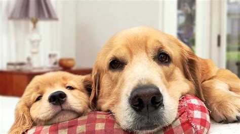 Do Mother Dogs Love Their Puppies