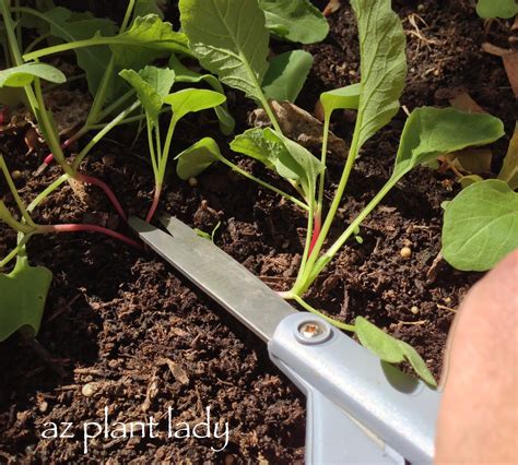 For horizonal cordons, plant 4 feet apart. Too Many Vegetables....How to Thin Seedlings - Ramblings ...