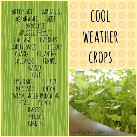 One is to stick the plant in wet clay soil. Get to Know Your Cold Weather Crops | PreparednessMama