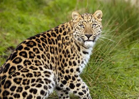 Leopardo De Amur Extinção Quantos Existem Mundo Ecologia