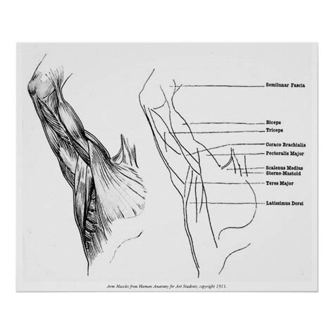 Very Detailed Medical Style Diagrams Showing And Labeling The Muscles