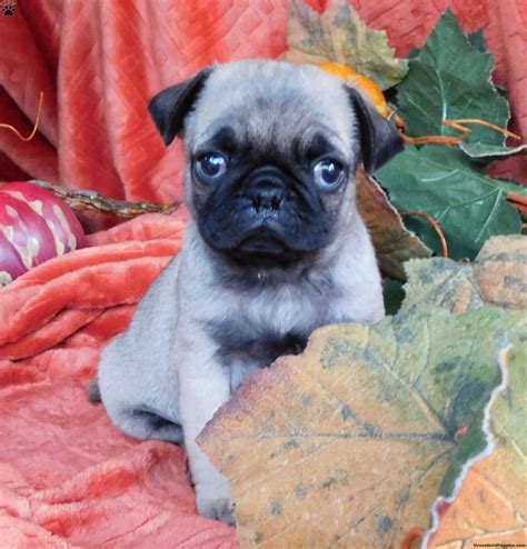 The pug has been known by many names: Pugsley - Pug Puppy For Sale in Virginia