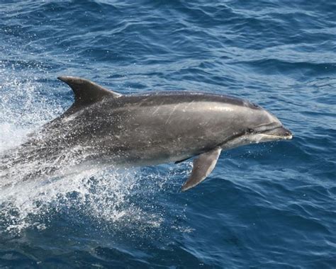 Dolphin Eco Tourism And Conservation Watamu Marine Association