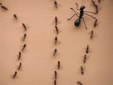 Legal words that have to appear at the bottom of a website. Summer Pest Control: Ant Types | Networx