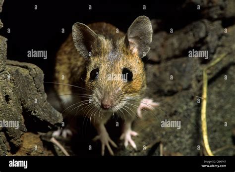 European Wood Mouse Common Field Mouse Apodemus Sylvaticus Foraging