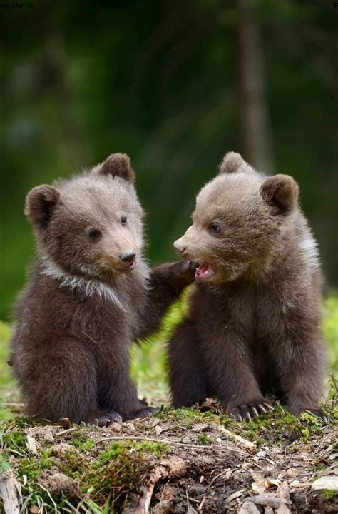 Two Cute Grizzly Bear Cubs In A Playful Mood Baby Animals Animals