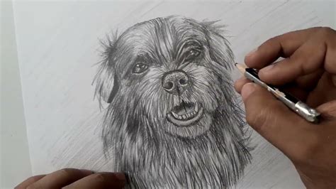 Dibujo Realista De Un Perro Realistic Drawing Of A Dog Youtube