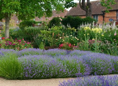 English lavender (lavandula angustifolia 'munstead') was the basis of the england's lavender oil industry in the 1700's, and it's easy to see (or smell a traditional favourite for the classic english cottage garden, lavender 'munstead' makes for a compact, hardy and easy to grow shrubby hedge. Buy Hedges: Lavender Munstead