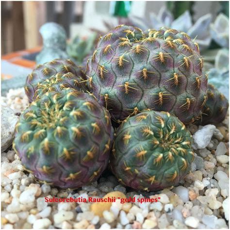 Cactus spines can collect water too. Love the perfection of this sulcorebutia rauschii #rebutia ...