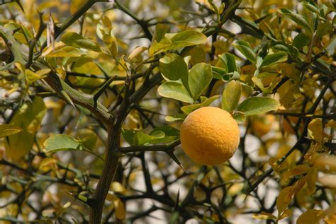 Citrus trifoliata (Hardy Orange, Trifoliate Orange) | North Carolina ...