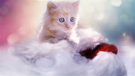 Blue Eyes Brown White Cat Kitten On Fur Cloth In White Blur Background