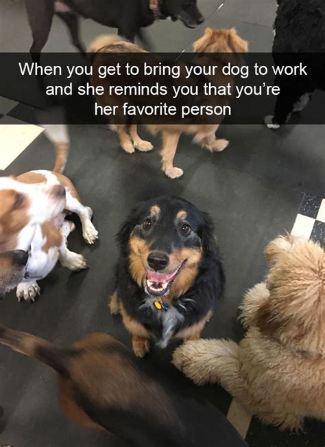 Funny Dog Snapchats That Will Hopefully Make Your Day