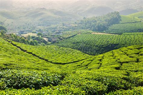 Green Tea Plantations In Munnar Kerala India Stock Photo Image Of