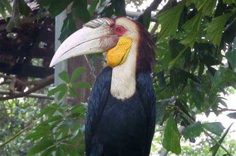 Burung Enggang, Burung Berparuh Besar dan Berumur Panjang - Bobo