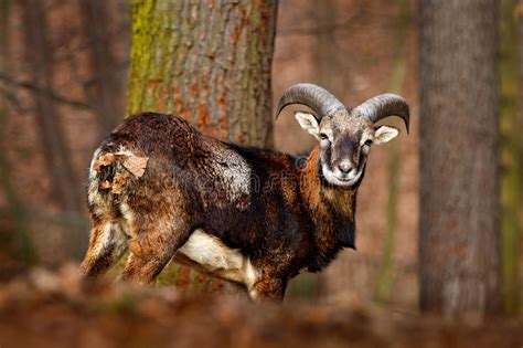 Mouflon Ovis Orientalis Forest Horned Animal In The Nature Habitat