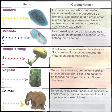 Como Clasificar Y Agrupar A Los Seres Vivos Reinos De La Naturaleza