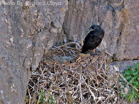 Common Raven East Cascades Audubon Society