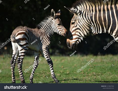 644 Zebra Mom Baby Images Stock Photos And Vectors Shutterstock