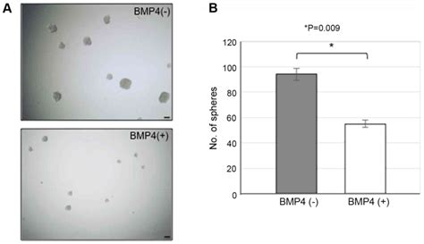 Check spelling or type a new query. BMP4 induces asymmetric cell division in human glioma stem ...