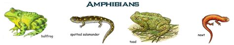 Amphibians Examples Features And Adaptations To Terrestrial