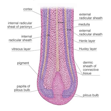 Longitudinal Section Of Hair Follicle Photograph By Asklepios Medical