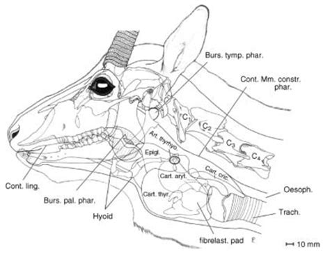 The forelimb touches the ground prior to the. December 2012 - veterinary online