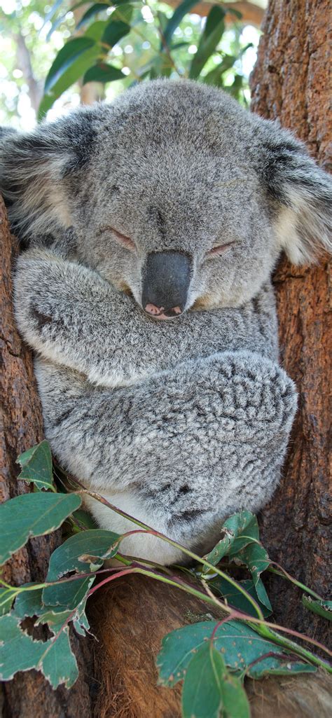 Koala Wallpaper For Iphone 11 Pro Max X 8 7 6 Free Download On