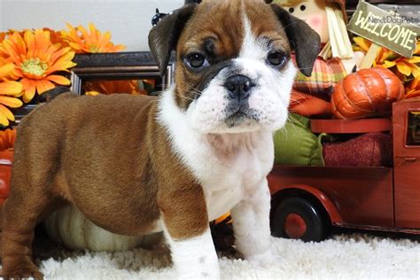 This video shows a phenomenal breed of english bulldog, sometimes a little lazy but very cute can be a great choice for you. Axel: English Bulldog puppy for sale near Tulsa, Oklahoma. | 4cc80188-a0d1