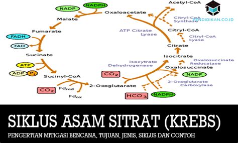 Pengertian Siklus Krebs Tahapan Mekanisme Fungsi Proses The Best Porn Website