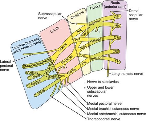 Картинки по запросу Supraclavicular Brachial Plexus Block Neuro Anatomi