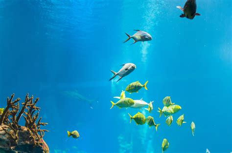 Free Images Sea Nature Ocean Ray Animal Diving Underwater Zoo