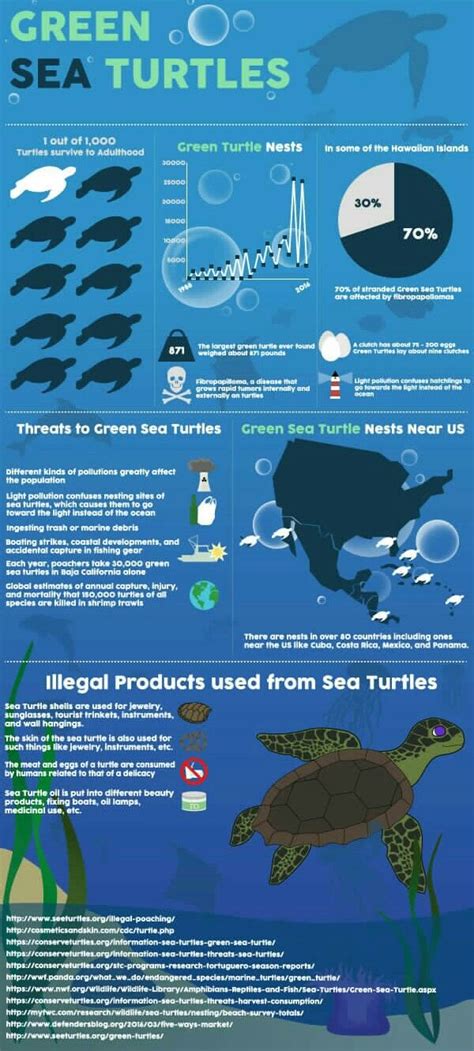 Sea Turtle Infographic Sea Turtle Ocean Animals Preschool Marine