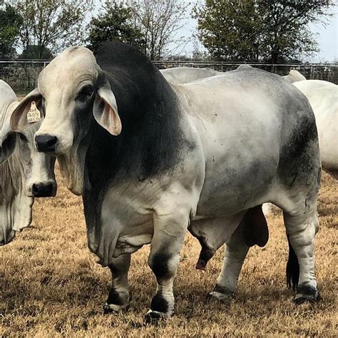 Biggest Bulls Of The World On Instagram Gray Brahman Bull Mr H