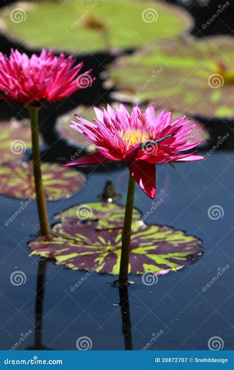 Red Water Lilies Stock Image Image Of Outdoor Flower 20872707
