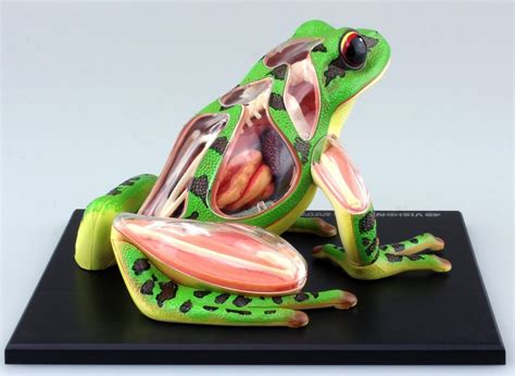 Aoshima 4d Vision Animal Dissection Model No05 Frog Dissection Model