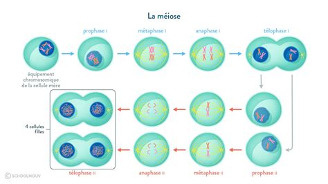 La Division Cellulaire Chez Les Eucaryotes Cours De 1ere Svt
