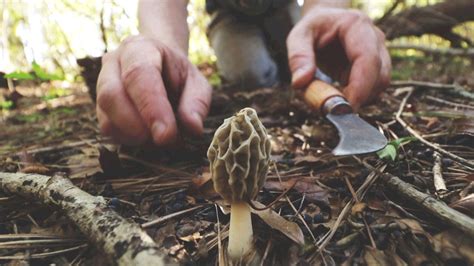 Morel Mushroom Hunting Georgia 2017 Youtube