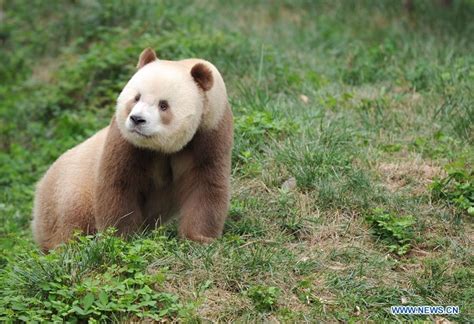 Rare Brown And White Giant Panda Seen In Xian Nw Chinas Shaanxi 3