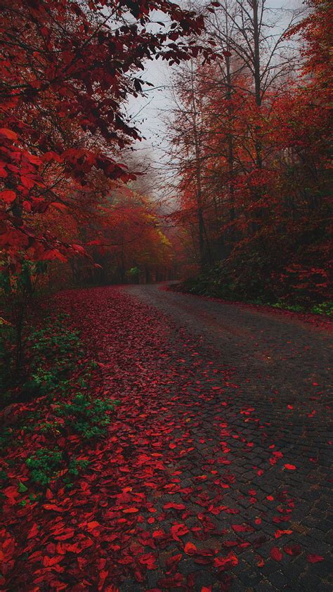 1080p Free Download Red Road 7itech Colors Fall Leaves Scenes