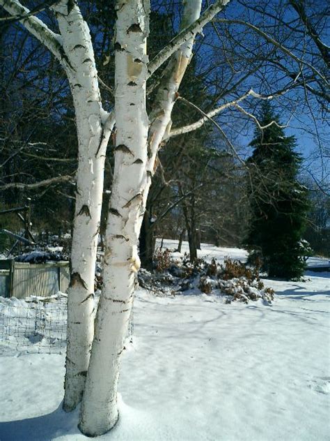 Photo Clump Birch Tree Landscape Reference White