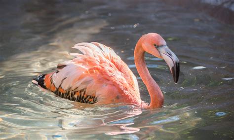 Flamingo Youngsters Join the Flock | Sacramento Zoo - Sacramento, CA