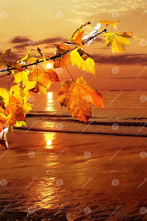 Fall Morning Stock Image Image Of Tree Fall Sunrise 21271347