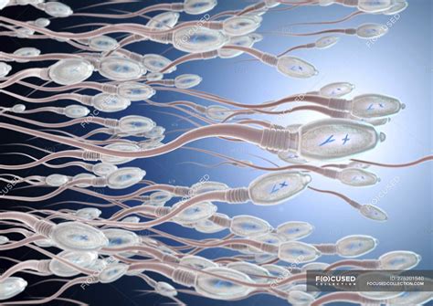 3d Illustration Of Human Sperm Cells In Reproductive Process — Digital